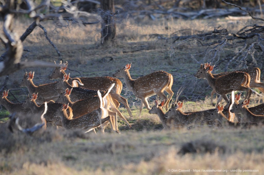 Stony Ridge Deer Hunting